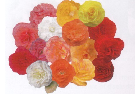 B. ‘Fortune Mix’